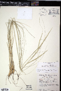 Achnatherum perplexum image