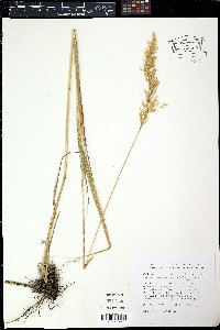 Calamagrostis nutkaensis image