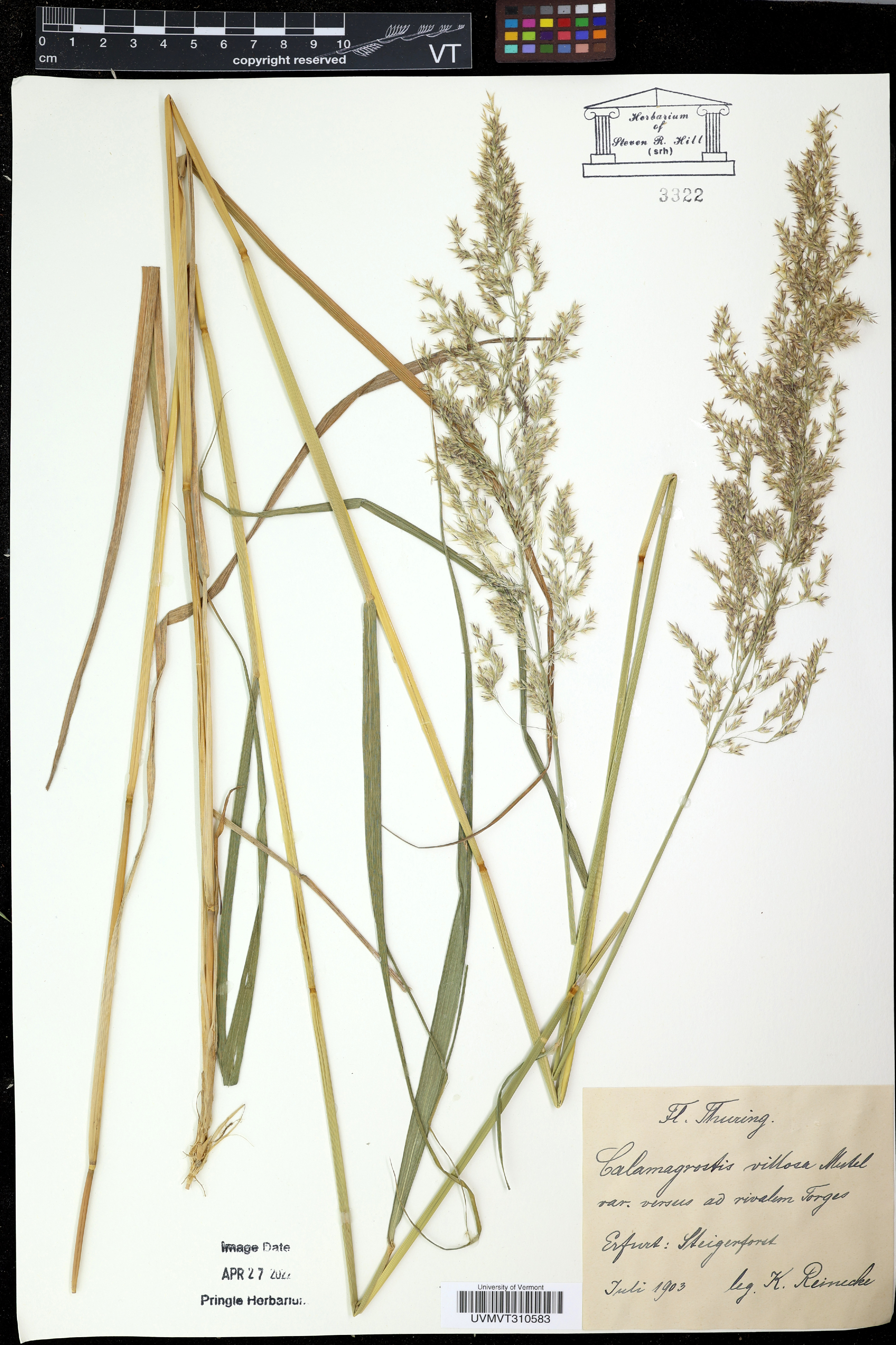 Calamagrostis pittieri image