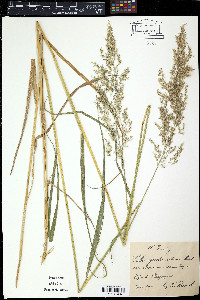 Calamagrostis pittieri image