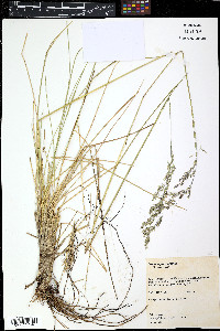 Cenchrus tribuloides image