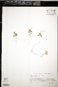 Peperomia tenella image
