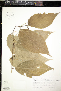 Piper dilatatum image