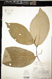 Piper dussii image