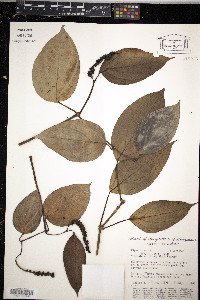 Piper nigrum image