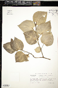 Sarcorhachis incurva image