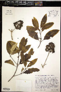 Pittosporum eugenioides image