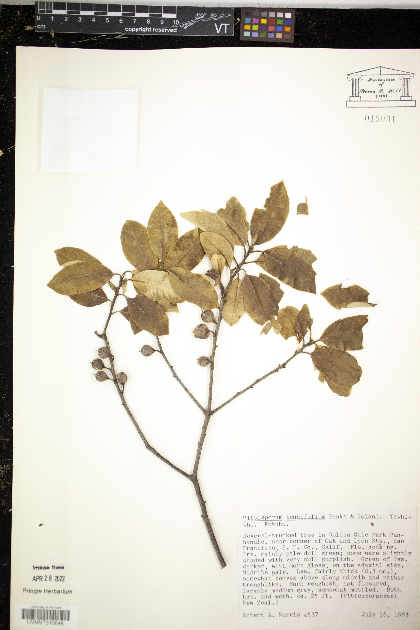 Pittosporum tenuifolium image