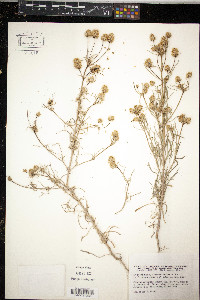 Plantago arenaria image