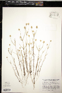 Plantago arenaria image