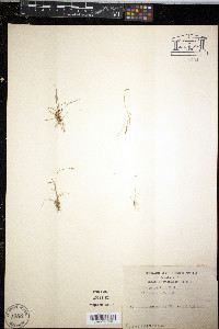 Plantago elongata image