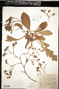 Limonium californicum image