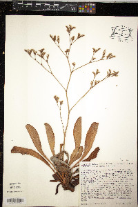 Limonium californicum image