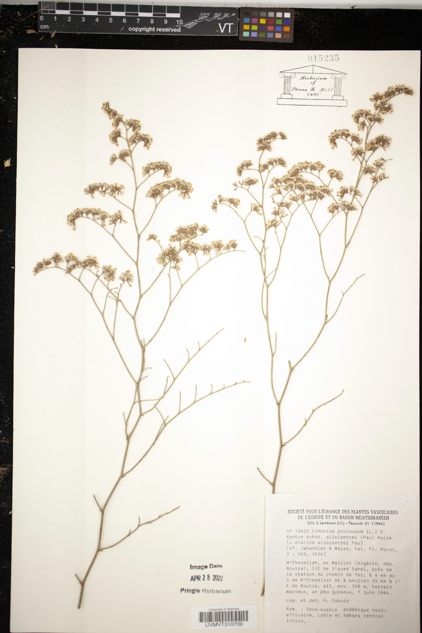 Limonium pruinosum image