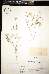 Limonium pruinosum image