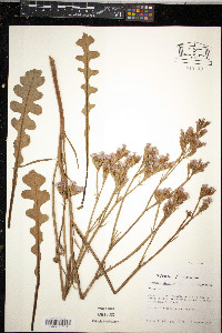 Limonium sinuatum image