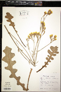 Limonium sinuatum image