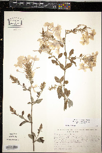 Plumbago auriculata image