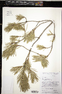 Pinus sylvestris image