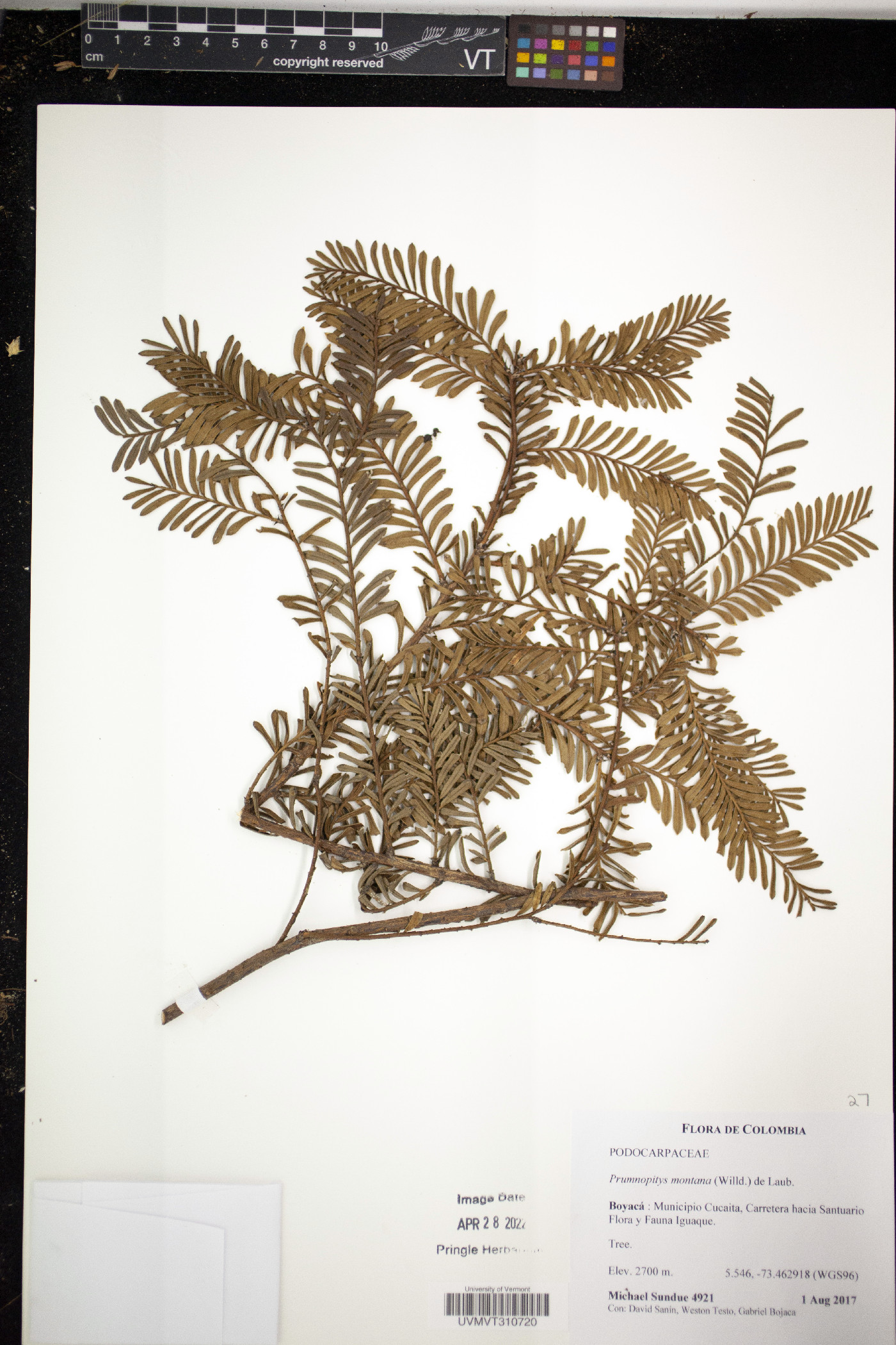 Prumnopitys montana image