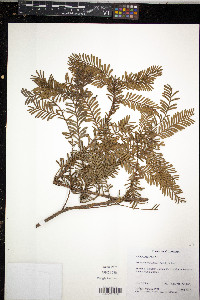 Media resource of Prumnopitys montana