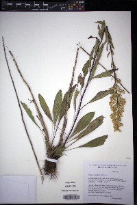Solidago jejunifolia image