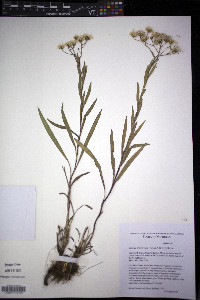 Solidago ptarmicoides image