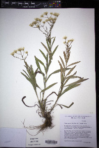 Solidago ptarmicoides image