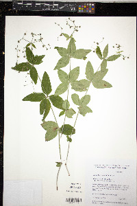 Galium lanceolatum image