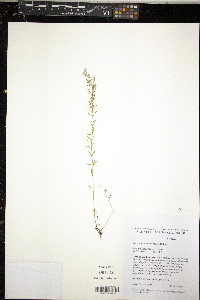 Lechea intermedia image
