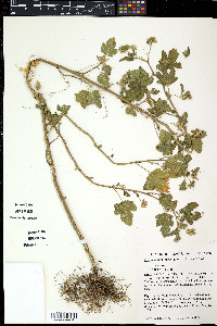 Fuertesimalva peruviana image