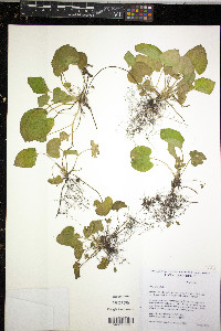Viola odorata image