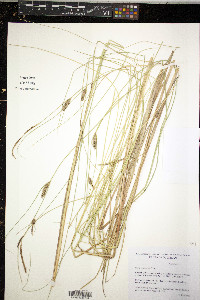 Carex lasiocarpa image