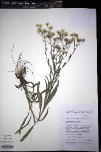 Solidago ptarmicoides image