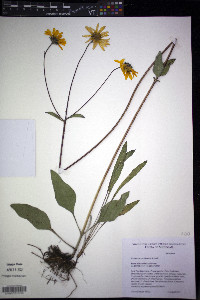 Helianthus occidentalis image