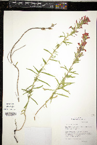 Castilleja affinis image