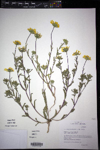 Layia platyglossa image