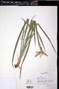 Iris missouriensis image