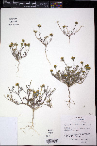 Chaenactis glabriuscula var. heterocarpha image