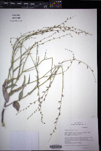 Streptanthus breweri image