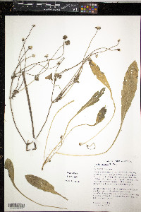 Knautia arvensis image