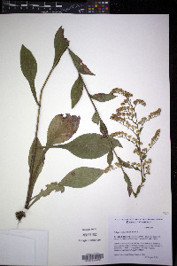 Solidago patula image
