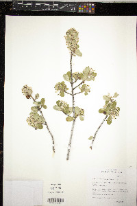 Ceanothus crassifolius image