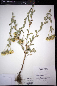 Grindelia ciliata image