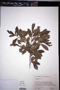 Cyrilla racemiflora image
