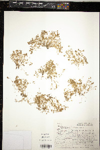 Crassula aquatica image