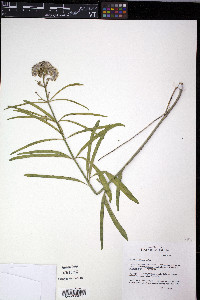Asclepias fascicularis image