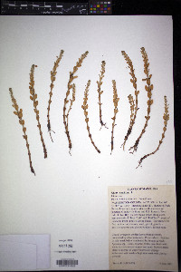 Glaux maritima image