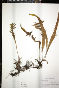 Pleopeltis macrocarpa image