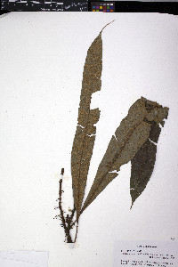 Campyloneurum ophiocaulon image